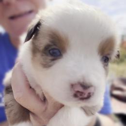 Merlie Girlie - Red merle female Miniature Australian Shepherd puppy in Kellerton, Iowa from Ebersole Ranch