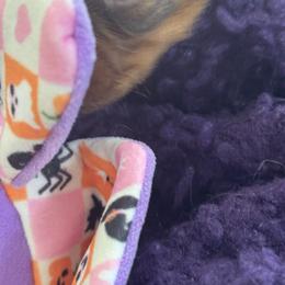 Dachshund Puppies from Hannau Doxies