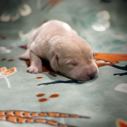 Cascade - Yellow female Labrador Retriever puppy in Isle, Minnesota from Dog Ear Outfitters