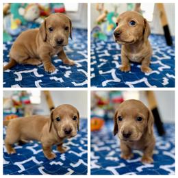 Cornbread - Red male Dachshund puppy in Florida from Niki Humphries' Dachshunds