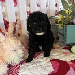 Raven - Black female Poodle puppy in Buckeye, Arizona from Romano Juarez Puppies