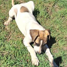 Fawn Piebald Female - Fawn female Great Dane puppy in Cunningham, Kansas from Garden Grove Great Danes