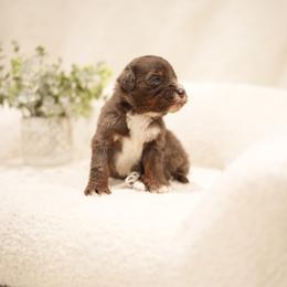Nimbus - Merle male Bernedoodle puppy in Washington from Doodle Love