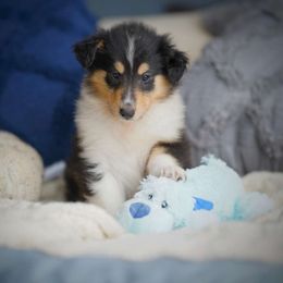 Nymph - Black white and tan Collie puppy in Virginia from Blackberry Hills Cattle dogs and Collies