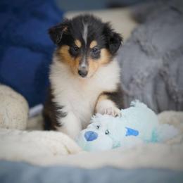 Nymph - Black white and tan Collie puppy in Virginia from Blackberry Hills Cattle dogs and Collies