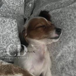Dachshund Puppies from Camacho_Dachshunds