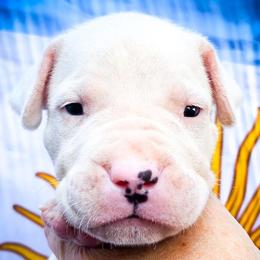 Boy 1 Gideon - White male Dogo Argentino puppy in San Diego, California from Debonair Dogos