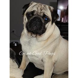 The Child - Pug
