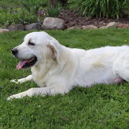 Lily - Golden Retriever