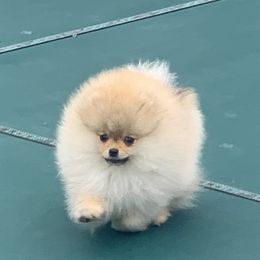 Pomeranian Puppies from Pursell Pomeranians