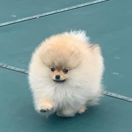 Pomeranian Puppies from Pursell Pomeranians