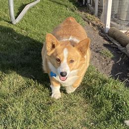 Penny - Pembroke Welsh Corgi