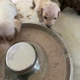 Dachshund Puppies from Witchy Woman’s Wiener’s