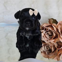 Rowan - Black and tan male Yorkshire Terrier puppy in Greenwood County, South Carolina from TCB Yorkies