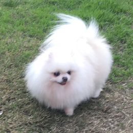 Romeo - Pomeranian