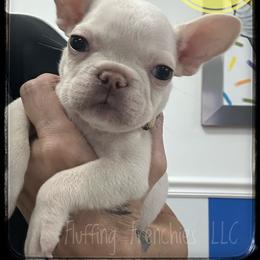 Dolly - Cream female French Bulldog puppy in Port Charlotte, Florida from Fluffing Frenchies LLC