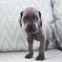 Reel - Blue Great Dane puppy in Rosharon, Texas from Parker's Great Danes