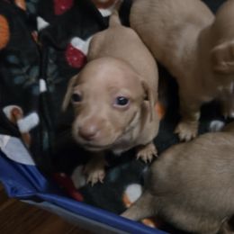 Boy 4 - Cream male Dachshund puppy in Edinburg, Virginia from Hunter Lane Dachshunds