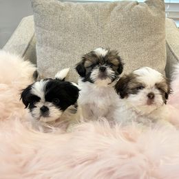 Shih Tzu Puppies from NC Stellar Puppies