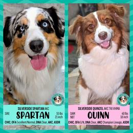 Australian Shepherd puppies from Silverside Aussies LLC