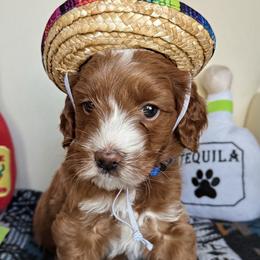 Cruz - Red  male Goldendoodle puppy in Pine Grove, California from Lundee Doodles