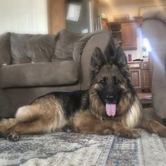 Fae - German Shepherd