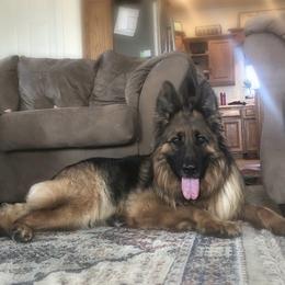 Fae - German Shepherd
