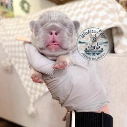 Sandy Cheeks - Tricolors female French Bulldog puppy in Strunk, Kentucky from Waters Edge French Bulldogs LLC