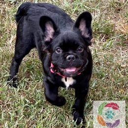 Quiche - French Bulldog