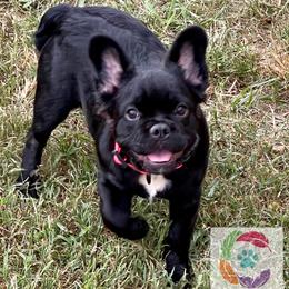 Quiche - French Bulldog