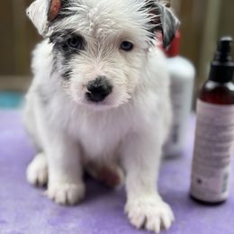 Aster - White and blue merle male Border Collie puppy in Summerville, South Carolina from MeadowView