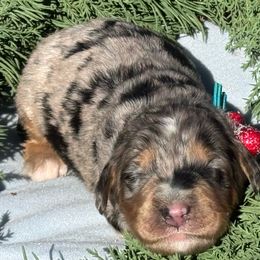 Stanley - Merle male Bernedoodle puppy in Wilkesboro, North Carolina from Bernedoodle Love Puppies