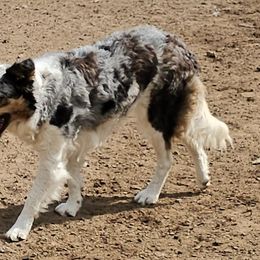 Border Collie puppies from Stoneridge Kennel