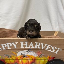 Liver tan grey collar - Liver male Miniature Schnauzer puppy in Teton County, Montana from East Front Labradors & Treasure State Schnauzers