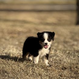 Bristol - Black tri female Miniature American Shepherd puppy in Snyder, Texas from RLA Miniature American Shepherds