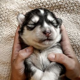 Siberian Husky Puppies from Fly Siberian