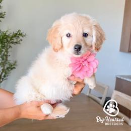 Natasha - White female Companion Cross puppy in Utah County, Utah from Big Hearted Breeders
