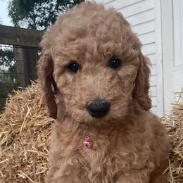 Willow - Apricot female Goldendoodle puppy in Sumner, Washington from Little Acre Doodles