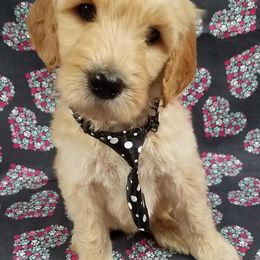 Bernedoodle, Goldendoodle, and Poodle Puppies from Granton Creek