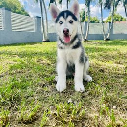 Maltese and Siberian Husky Puppies from Nyx’s Pack