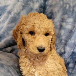 Piper,Purple girl - Apricot female Goldendoodle puppy in Blountsville, Alabama from Southern Charm Goldendoodles