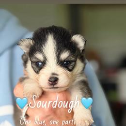 Sourdough - Black and white male Pomsky puppy in Centerville, Iowa from LJ Kennels Pomskies, LLC