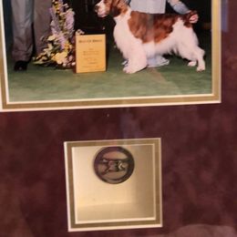 Welsh Springer Spaniel All Grown Up from Renascent Welsh Springer Spaniels