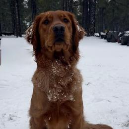 Annie - Golden Retriever