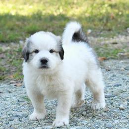 Great Pyrenees from Pony Trail Farm