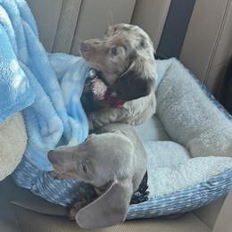 Dachshund and English Springer Spaniel Puppies from M L Springers/ Texas Legacy Dachshunds