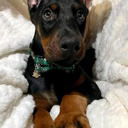 Doberman Pinscher Puppies from JM Dobermans