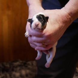 Juliet - Blue mottled female Australian Cattle Dog puppy in Buffalo Valley, Tennessee from Buffalo Valley Breeders