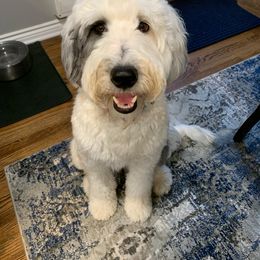 Bernedoodle, Bernese Mountain Dog, and Sheepadoodle All Grown Up from VonDoodles Bernedoodles & Sheepadoodles