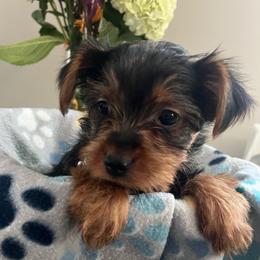 Flint - Black and tan male Yorkshire Terrier puppy in Guntersville, Alabama from Lisa’s Little Yorkies